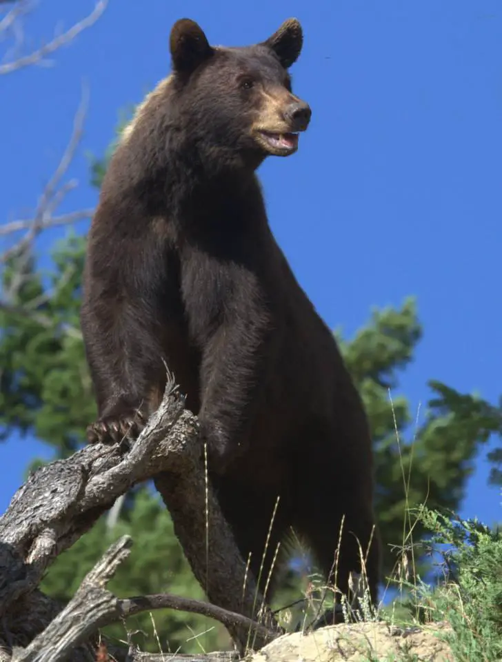 Yellowstone-Bear-Duane-Huie