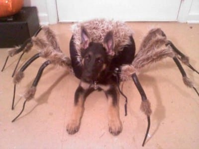 Mutant-Spider-Dog