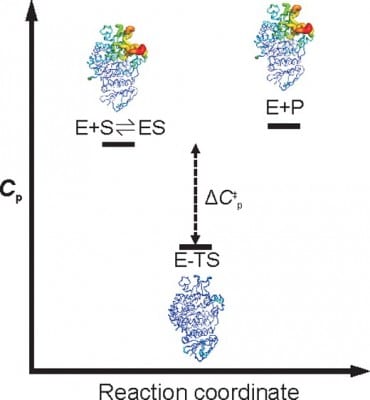 Image showing that it is the change in heat capacity associated with enzyme catalysis (ΔCp) that determines the temperature dependence of enzyme activity. 