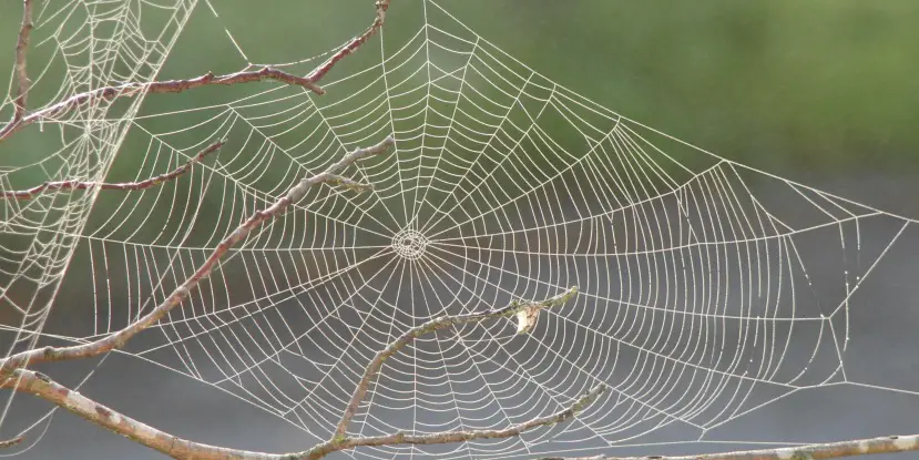 Spider silk graphene web