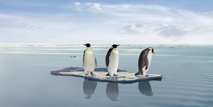 global-warming-penguins