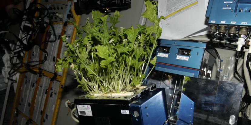 nasa veggie space food grow