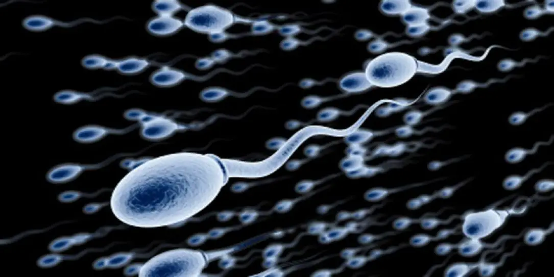 sperm contraception
