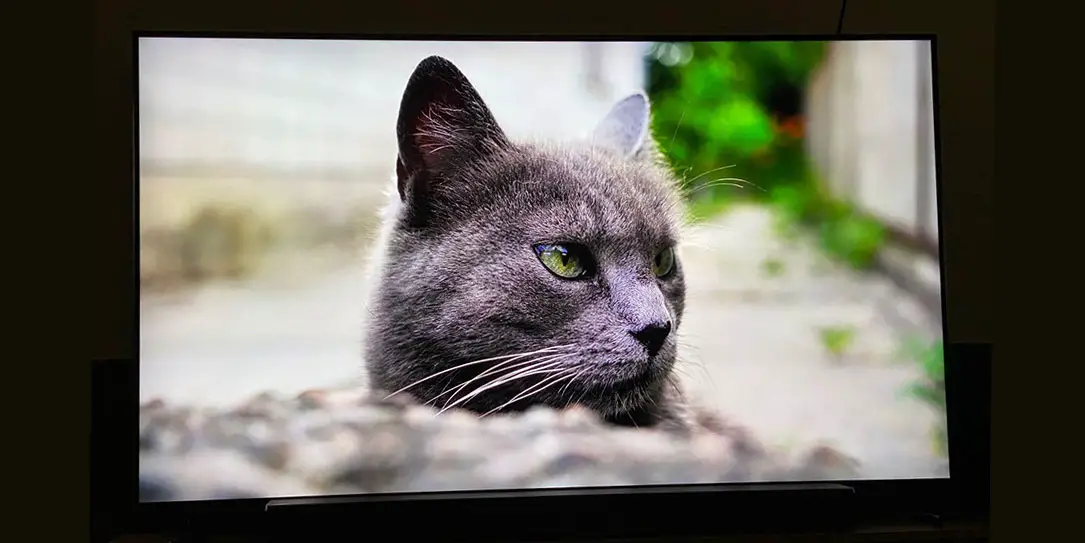 Samsung Q900R Cat
