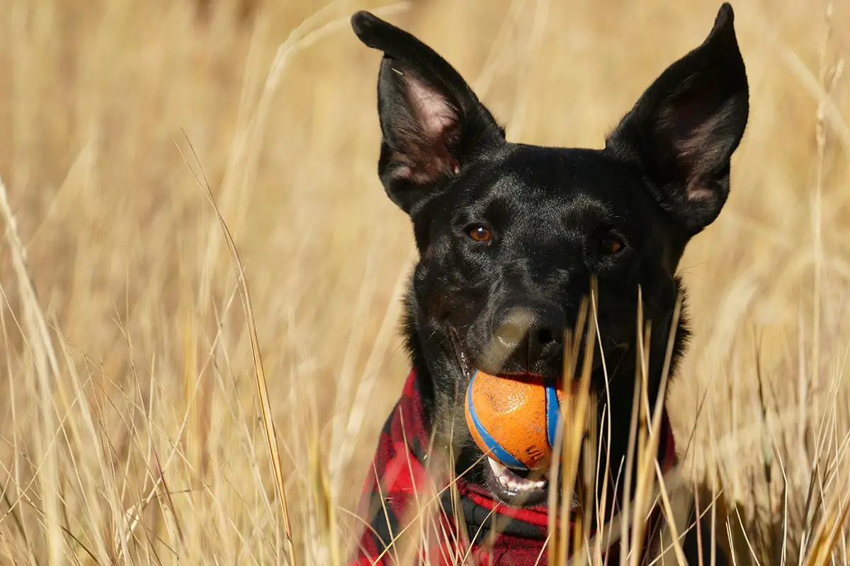 black dog with ball in mouth