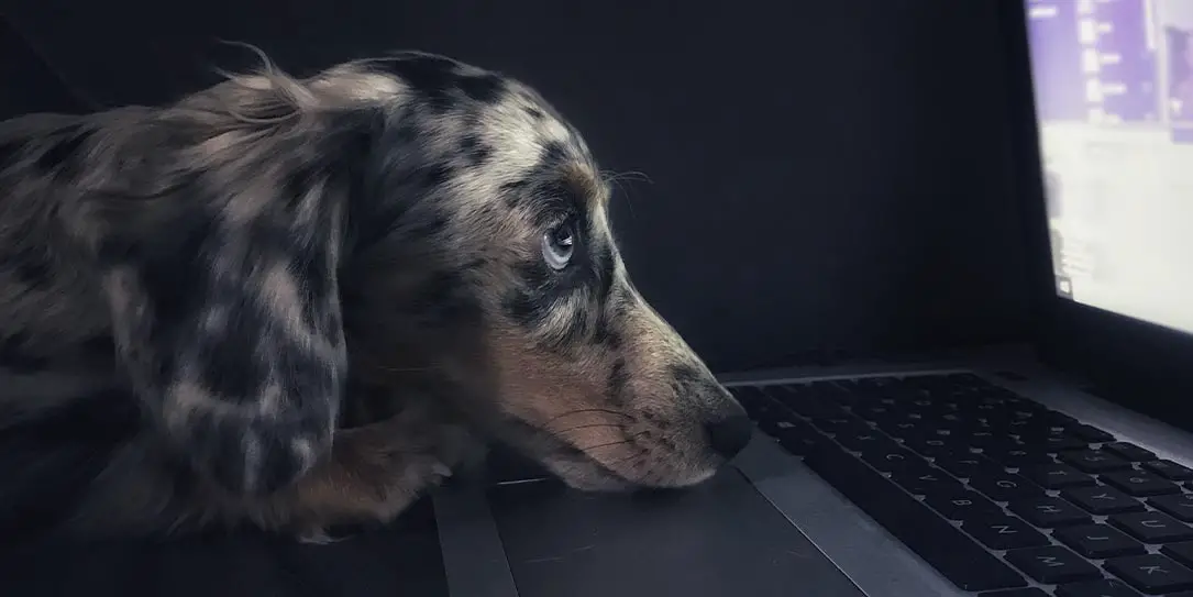 dog looking at laptop screen