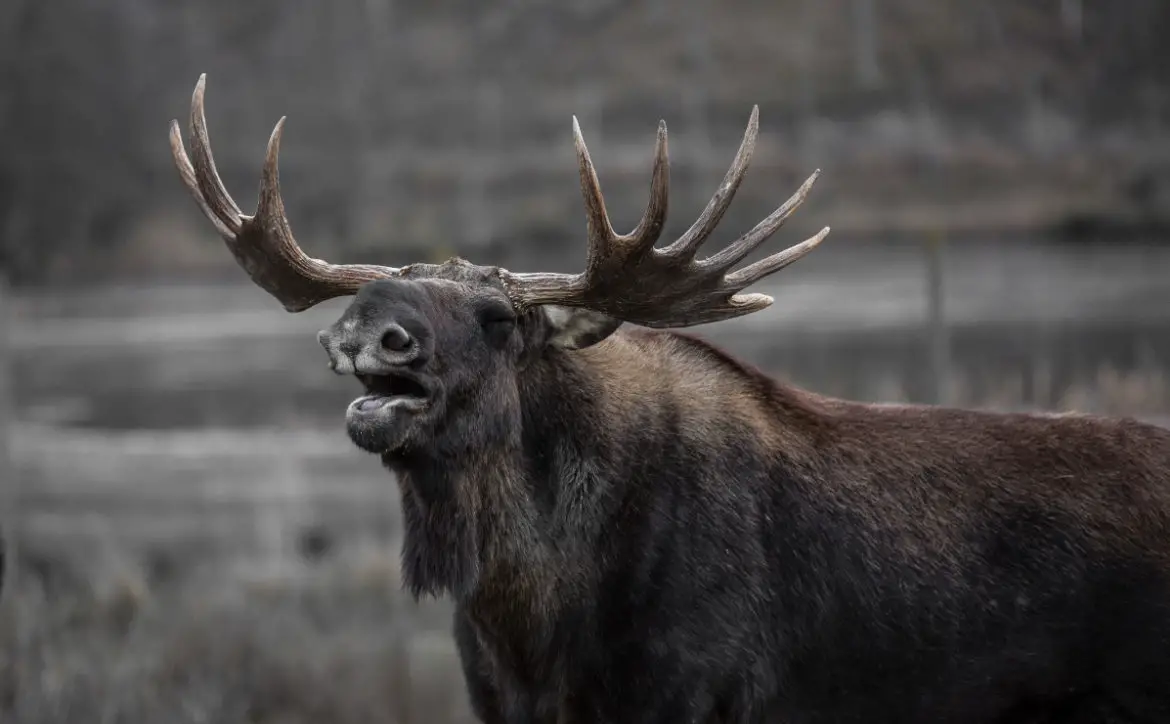 Shouting Elk Wildlife