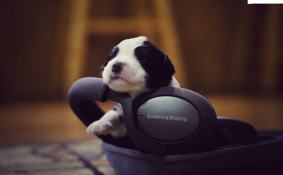 Bowers Wilkins PX7 Feature Image Property of Techaeris Jerry the puppy-min