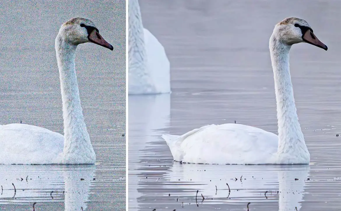 Adobe supplied image of a swan before and after the new AI-powered Denoise Lightroom feature is applied