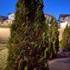 Google-Night-Sight-outdoor-tree-night-sight