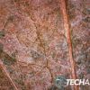 Close up of a dead leaf with the Plugable USB 2.0 Digital Microscope